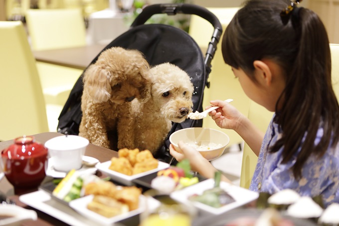 愛犬食事新メニュー登場！