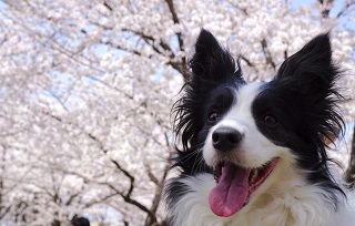 ネット限定　愛犬とふらり♪　　”ひとり旅プラン”　販売中！