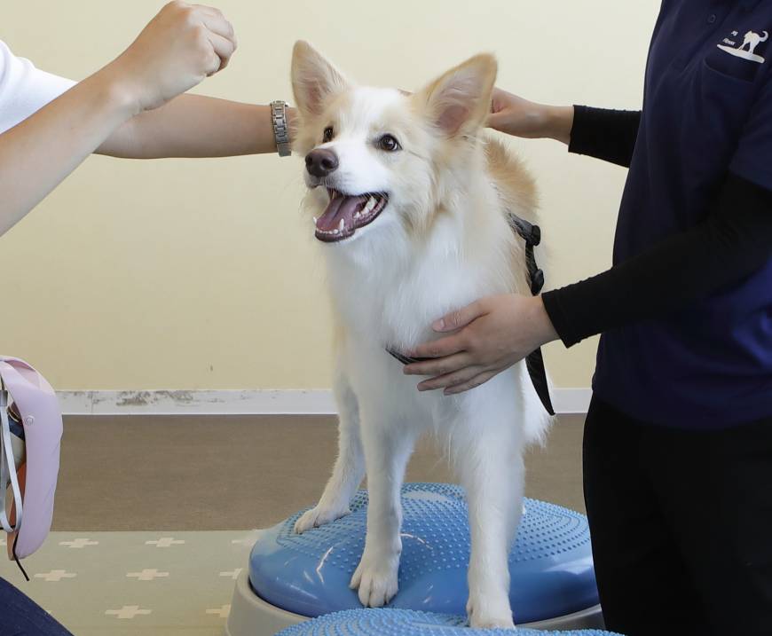 ドッグフィットネス外来予約受付につきまして