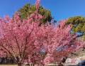 お車で1時間　今が見ごろの桜まつり（土肥桜）