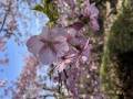 河津桜　満開までもう間もなく