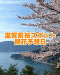 滋賀県の桜スポット　2025年開花予想日