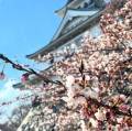 豊公園～桜開花情報～　