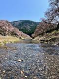 滋賀県桜名所「鮎川千本桜」
