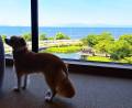 【愛犬のお写真大募集　No.1】