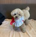 【愛犬のお写真大募集　No.2】