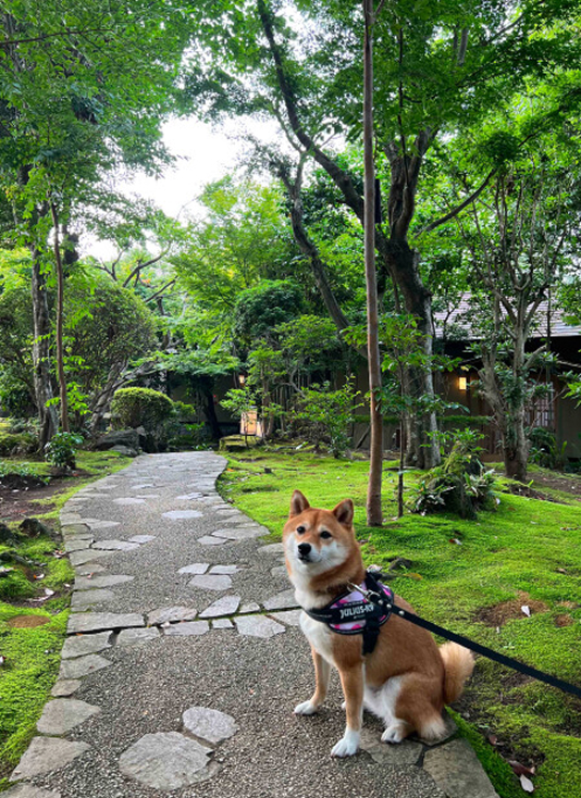拡大して見る