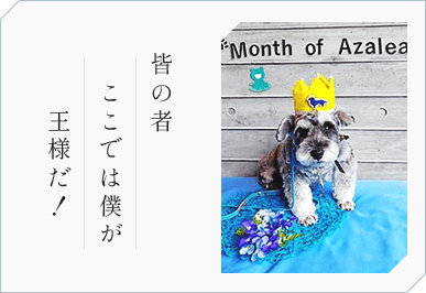 皆の者 ここでは僕が 王様だ！