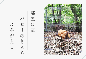 部屋に庭 パピーのきもち よみがえる