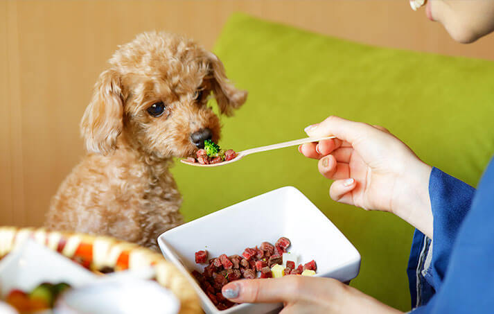イメージ：愛犬とのかけがえのない時間