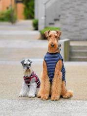 フリーペーパー『Buddy』プロのカメラマンによる 愛犬撮影会のご案内