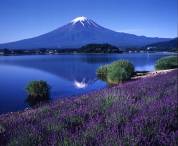 2019河口湖ハーブフェスティバル（2019年6月14日～7月7日　※大石会場は7月15日まで）