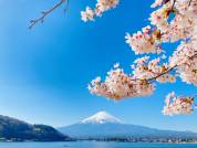 2024富士・河口湖さくら祭り開催！