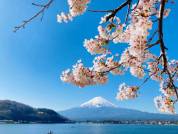富士・河口湖さくら祭り