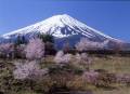 河口湖富士桜ミツバツツジまつり(2019年4月20日～4月30日)