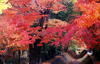 富士河口湖紅葉まつり