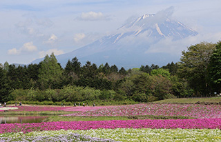 富士芝桜まつり