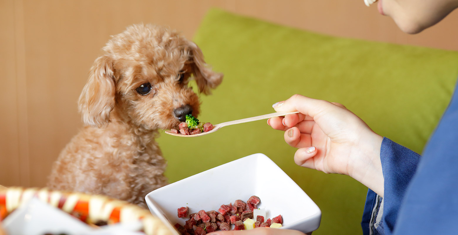 愛犬用お食事