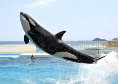 鴨川シーワールド入園券販売開始！