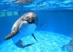 鴨川シーワールド前売り券販売価格変更について