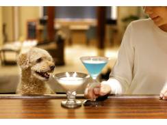 【愛犬とのカフェ・バータイムに～Buy One Share One～】