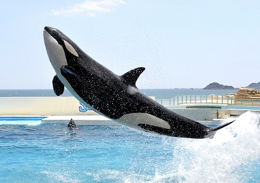 鴨川シーワールド入園券販売開始！