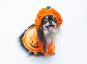 【室数限定】愛犬が主役！Happy Halloween 特別プランのご案内