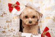 【室数限定】愛犬と心ときめく冬☆クリスマス特別プランのご案内