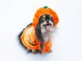 【室数限定】愛犬が主役！Happy Halloween 特別プランのご案内