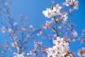 【季節限定】桜カクテル
