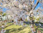 【ホテル周辺お花見スポット2026年】