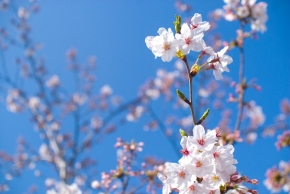 【季節限定】桜カクテル