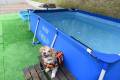 夏限定！【愛犬用プール】