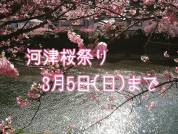 河津桜まつり延長のお知らせ