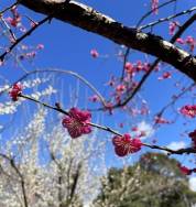 かわいい梅の花と河津の桜まつり