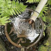 梅雨入りと苔の蒼