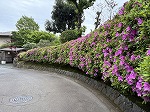 伊豆無鄰のツツジ