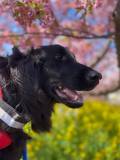 河津桜まつり