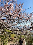 下田の寒桜が見頃