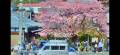 河津桜が見頃