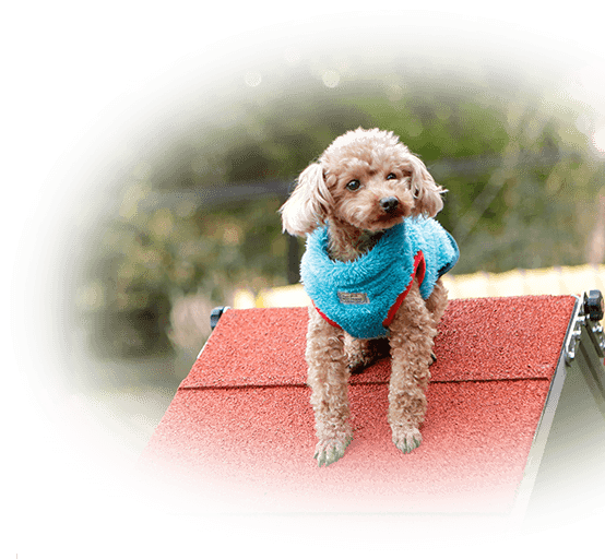 伊豆 愛犬と癒される絶景の湯宿 レジーナリゾート伊豆無鄰 16年3月7日open