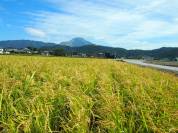 田んぼと伊吹山