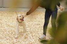 ​動物保護管理施設への寄付