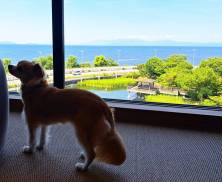 【愛犬のお写真大募集　No.1】