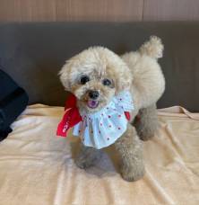 【愛犬のお写真大募集　No.2】