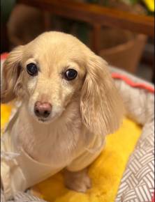  【愛犬のお写真大募集No.4】