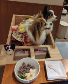 【愛犬のお写真大募集No.6】