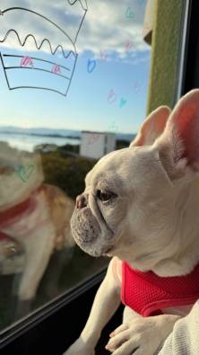 【愛犬のお写真大募集No.8】