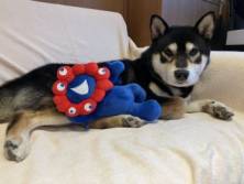 愛犬のお写真大募集No9