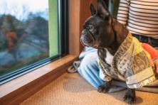 【愛犬のお写真大募集No13】